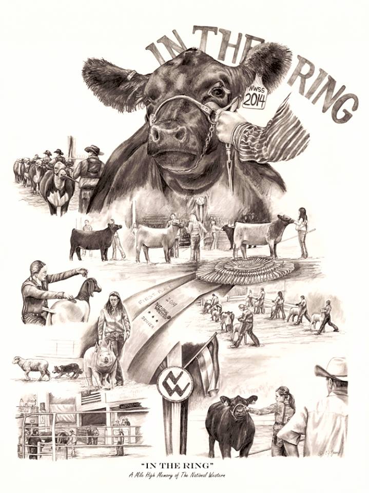 National Western Stockshow, my dream to show there! | Show cattle, Show