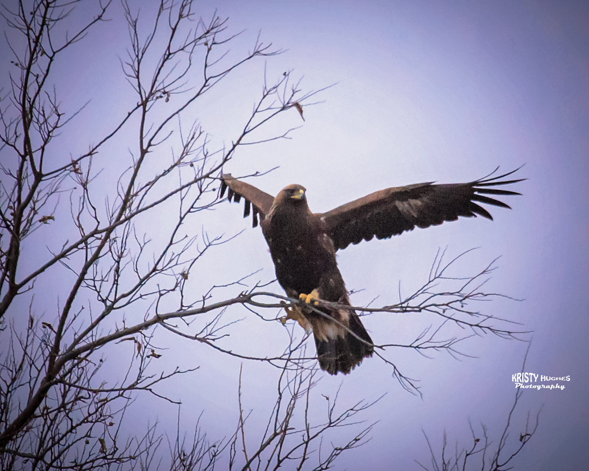 Golden Eagle spotted in Southeast Kansas over the past weekend