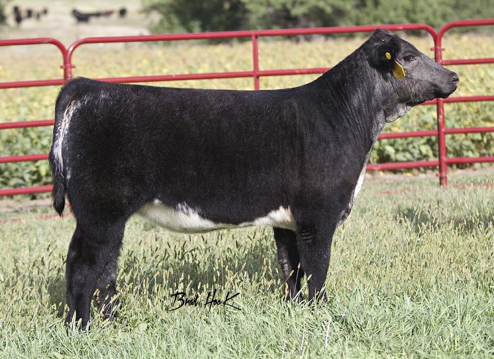 Stohlmann Show Cattle Online Club Calf Sale Bidding NOW OPEN! Lautner