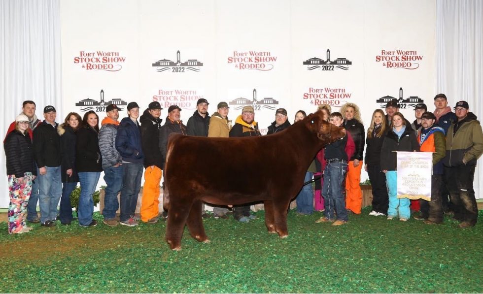 Reserve Grand Champion Steer at the 2022 Fort Worth stock show sired