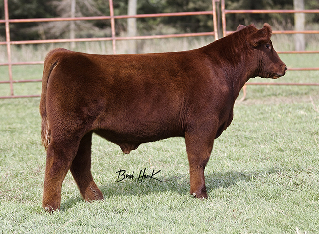 Sievers Show Cattle Online Sale Bidding Is Now Open On Breeders