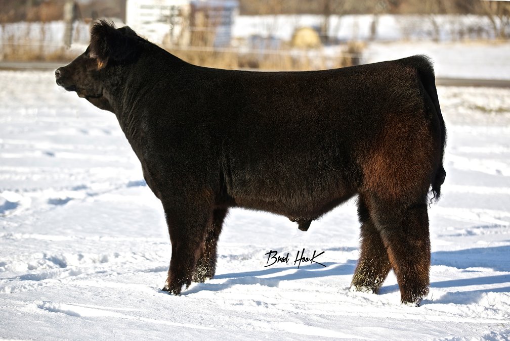 Full sibling to walk this way selling in the stud house bull sale on cw
