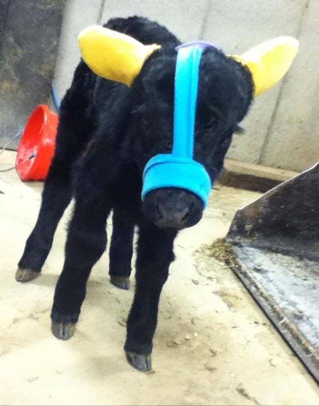 Ear Muffs For Baby Calves To Keep Them Warm — with Jamie Hower Brozman