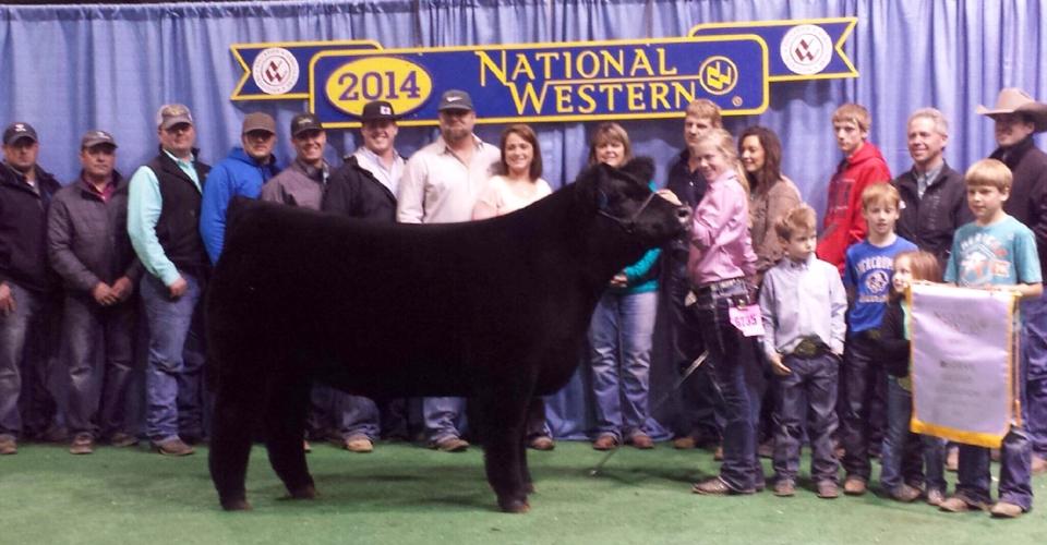 Stock Show’s Grand Champion Steers Visit The Brown Palace from Denver