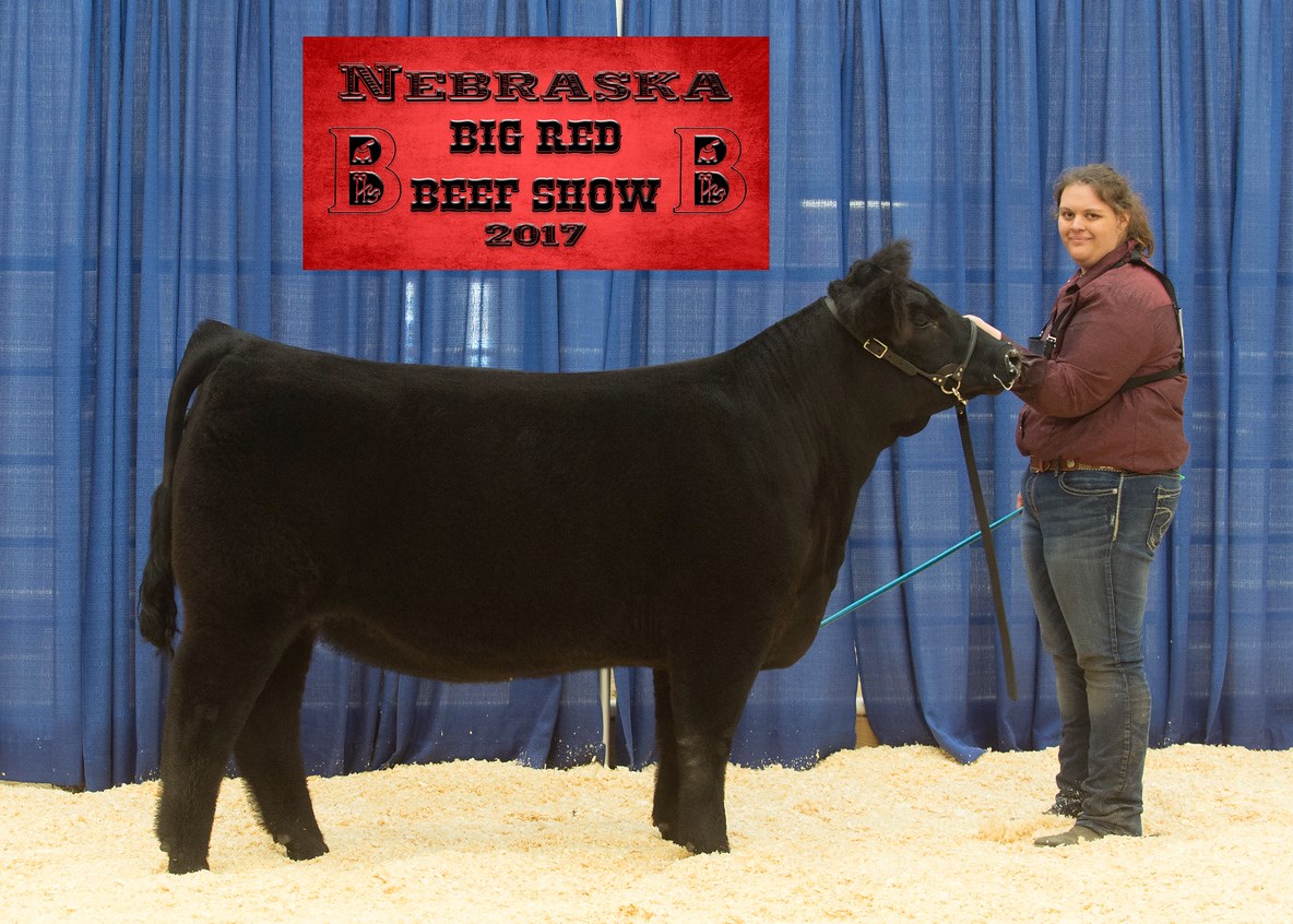 2017Big Red Beef Show Champion ChiMaine Heifer Ring B Lautner Farms