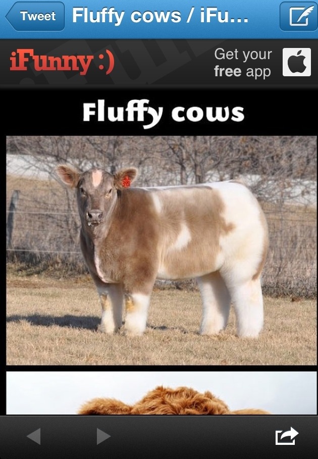 ifunny features lf fluffycows