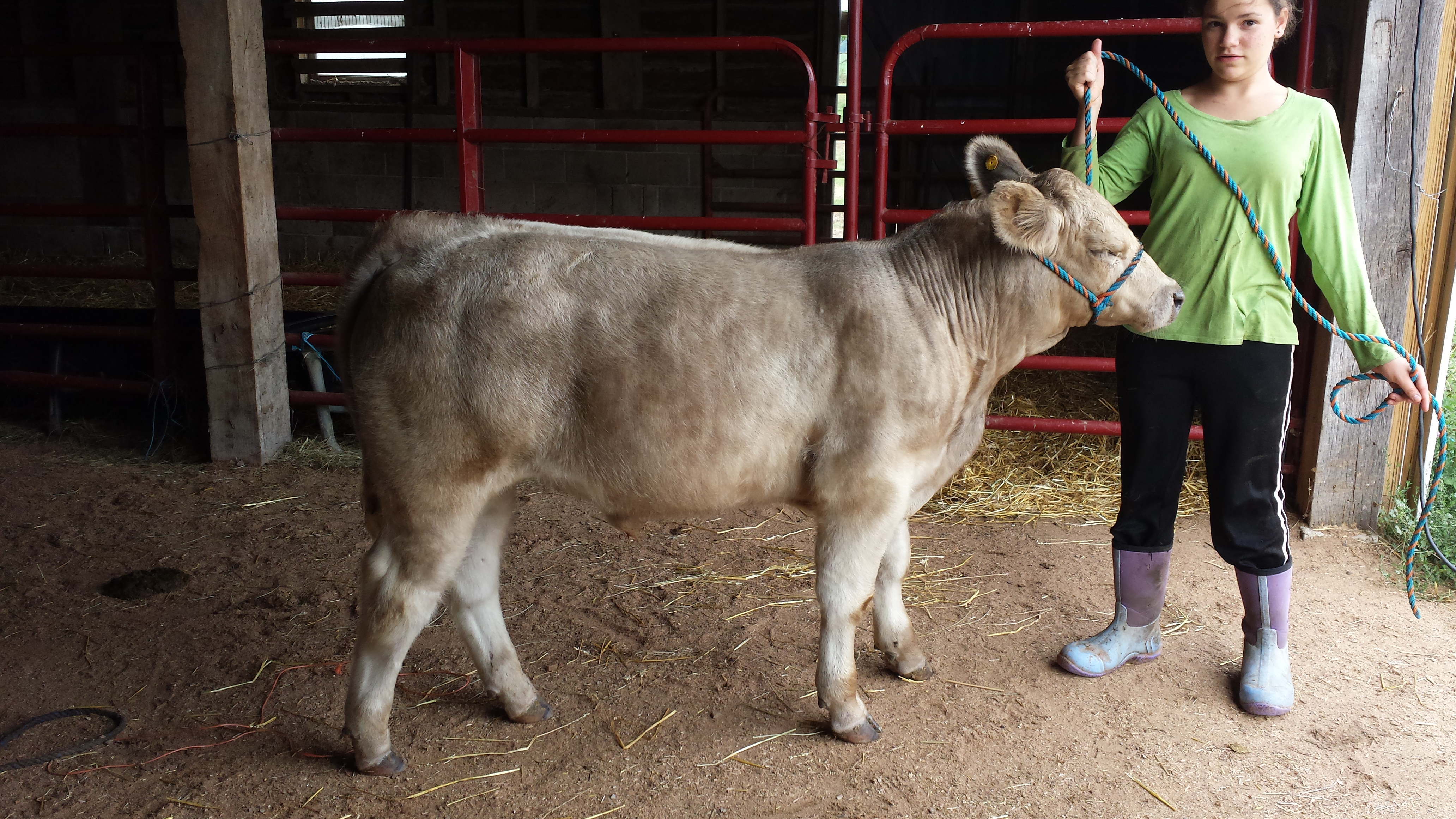 Here is one of our calves that we have for sale…Texas Tornado out of a