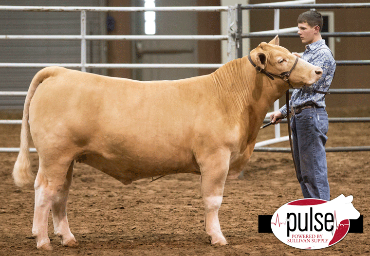 2017 San Angelo Stock Show –Reserve Champion Other European Cross | Lautner Farms