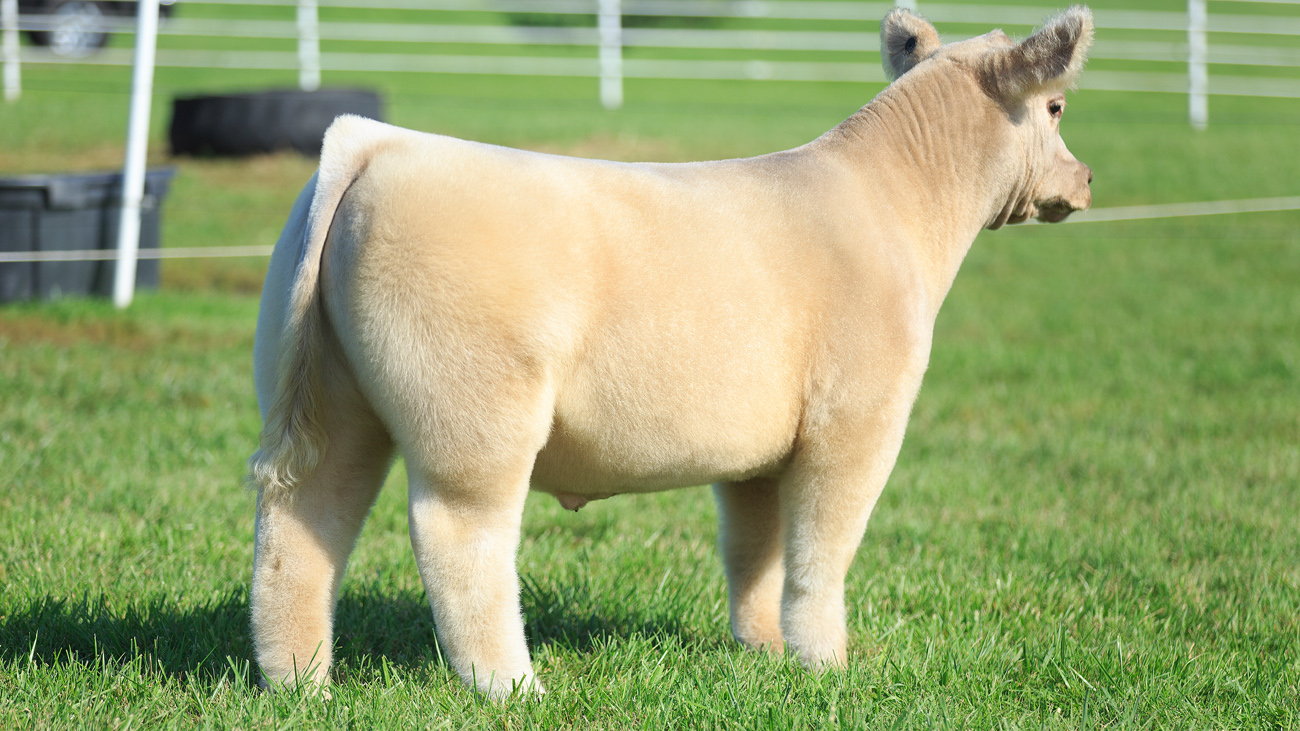 Goretska Show Steers Private Treaty Sale Bids Due 10/12 by 7 p.m Lautner Farms