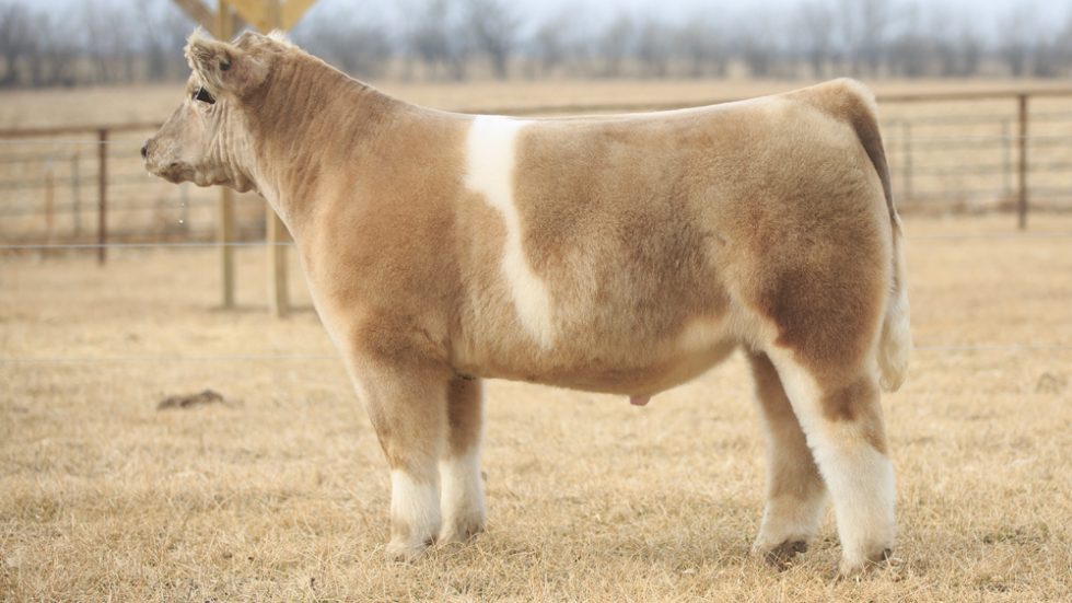 ster Cattle Co Elite Steer Sale Today Feb. 27th on