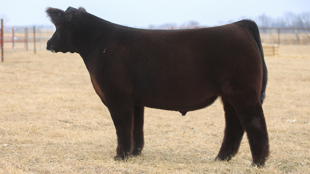 ster Cattle Co Elite Steer Sale Today Feb. 27th on