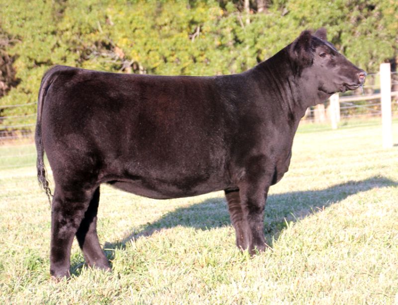 Martin Livestock Online Club Calf SaleBidding now open! Lautner Farms