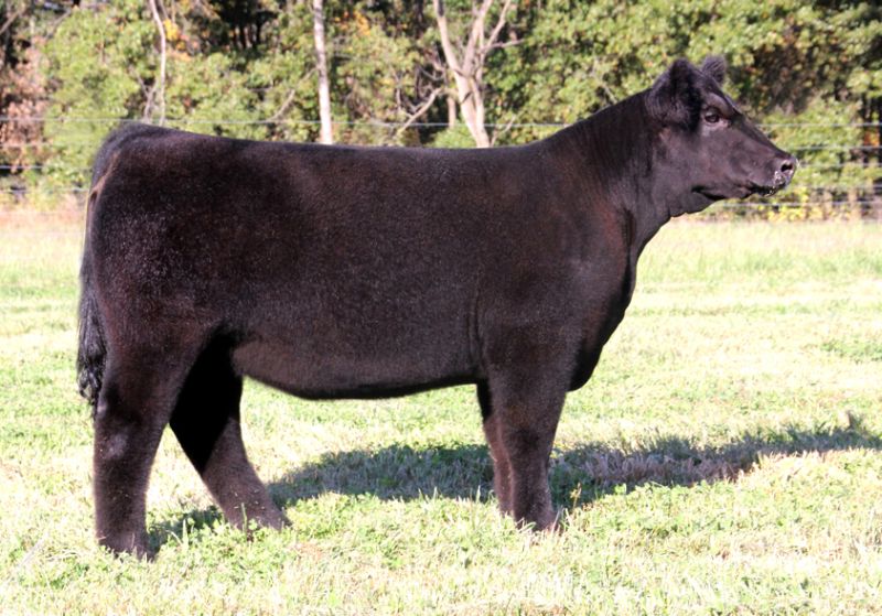 Martin Livestock Online Club Calf SaleBidding now open! Lautner Farms