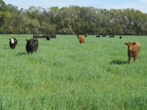 Bertolla - 130321 great pasture shot