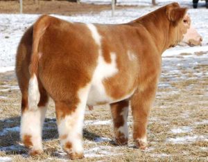 DAKOTA GOLD Clone