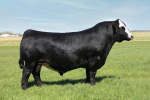 FELT Perseverance 302F Purebred Simmental # 3493800