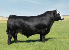 FELT Perseverance 302F Purebred Simmental # 3493800