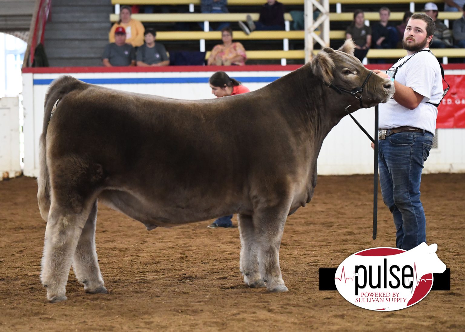 Missouri State Fair FFA Purebred Steers Lautner Farms