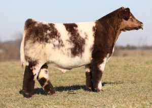 FSF Perfection OUT OF STOCK
