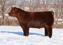 LF Fireball