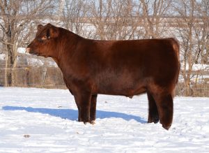 LF Fireball