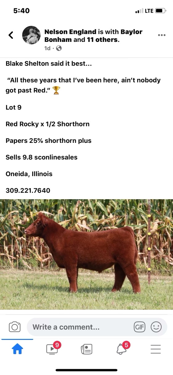 2022 Fort Worth Stock Show Reserve Champion Steer Sired by Red Rocky. Lautner Farms