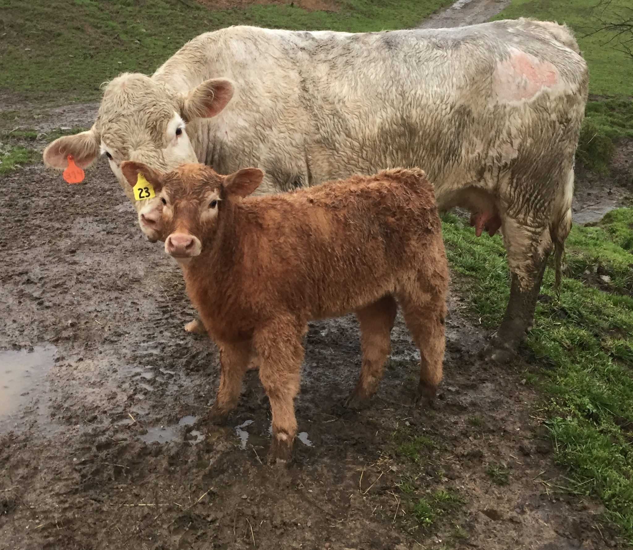Hatfield Cattle from Bethel, Ohio are loving their Red Rocky Calves!! Lautner Farms
