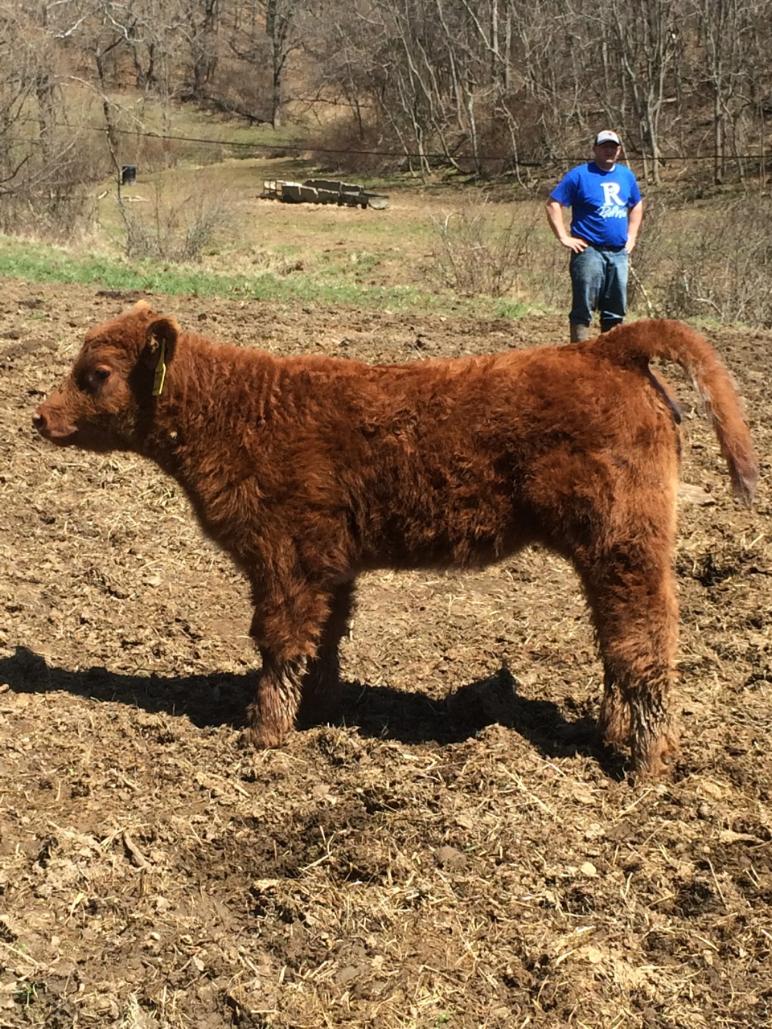 Wilson Farms of Creston, IA online sale is Sunday 9/9 on Breeders’ World Online Sales! Lautner