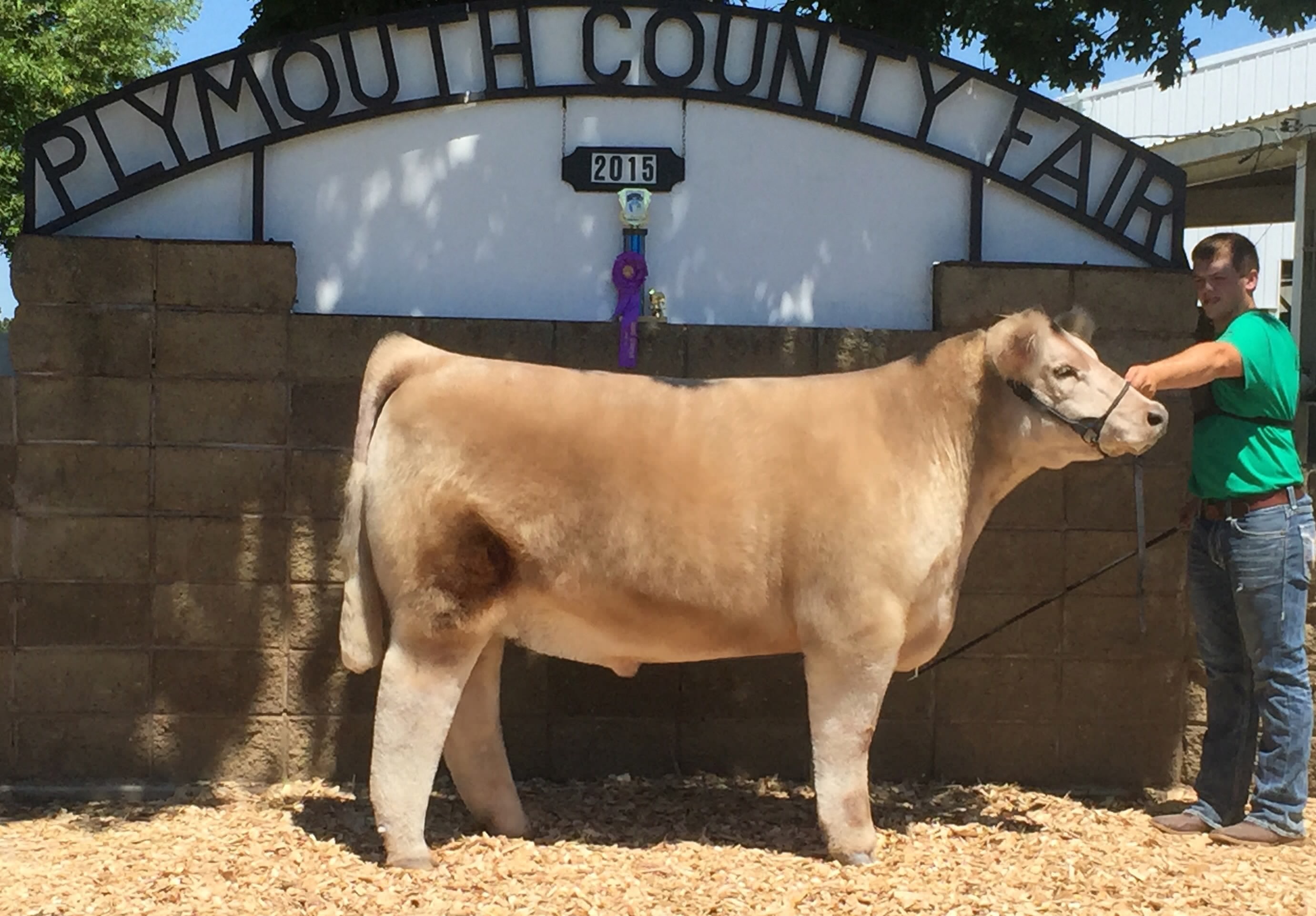 Grand Champion Steer 4H & Open Show2015 Plymouth County Fair Iowa