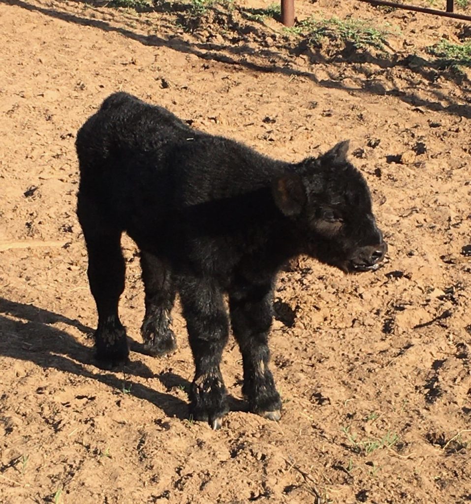 Heifer out of I80 × MAB at H cattle in Cleo Springs, Oklahoma