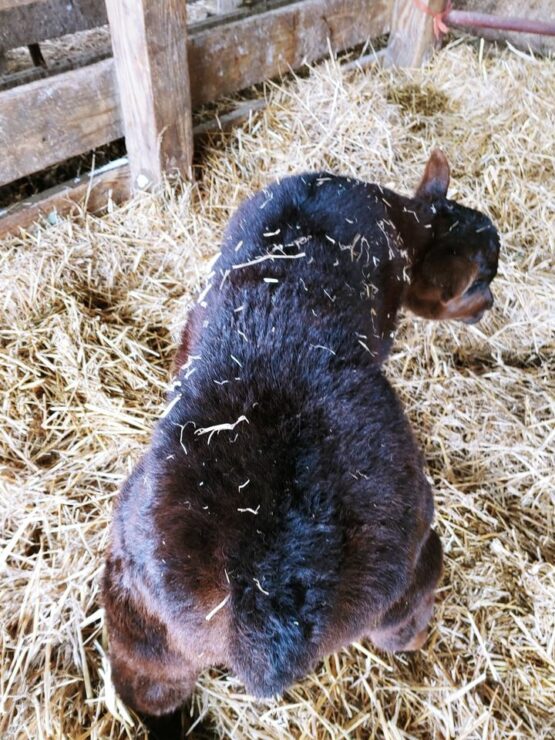 Smooth Whiskey bull calf on the ground! From Jessica Springman Pletcher