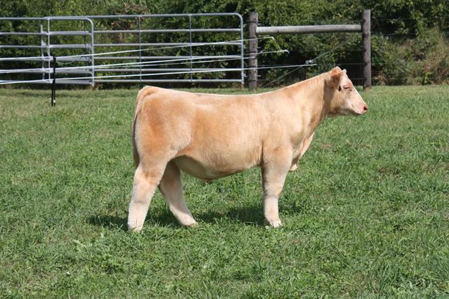 Tuesday, September 22, 2020 – Lee Show Cattle – Online Steer and Heifer Sale – IL | Farms