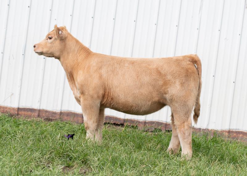 Schultz Farms Show Cattle September Club Calf Sale :: Show Cattle  Connections 9.16.2021 | Lautner Farms