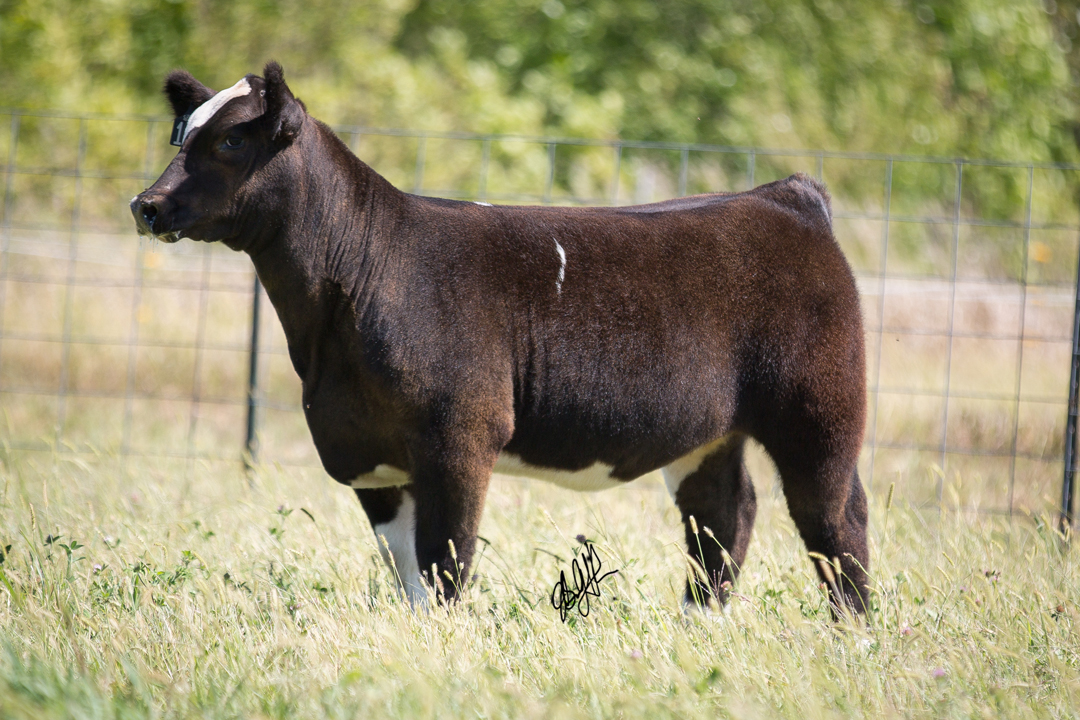 Lot 17