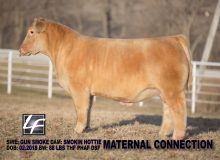 Maternal Connection