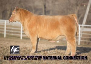 Maternal Connection