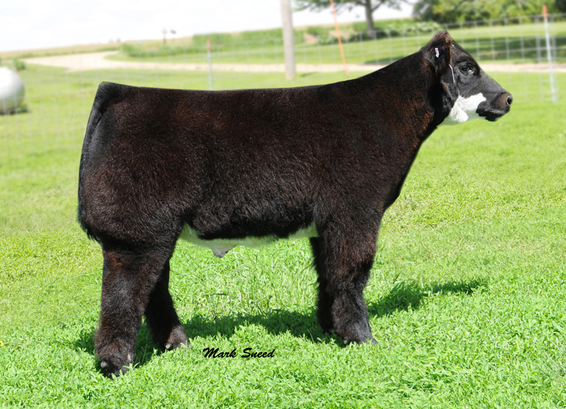 Monopoly x (Dr. Who x Meyer) steer
