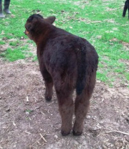 Hairy bear bull