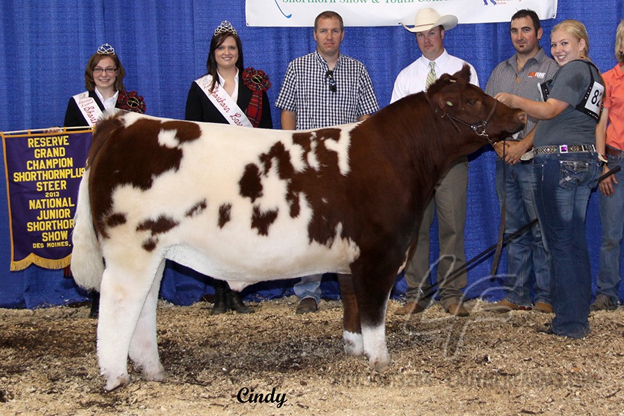 Res. Grand Champion Shorthorn Plus Steer, 2013 Shorthorn Junior