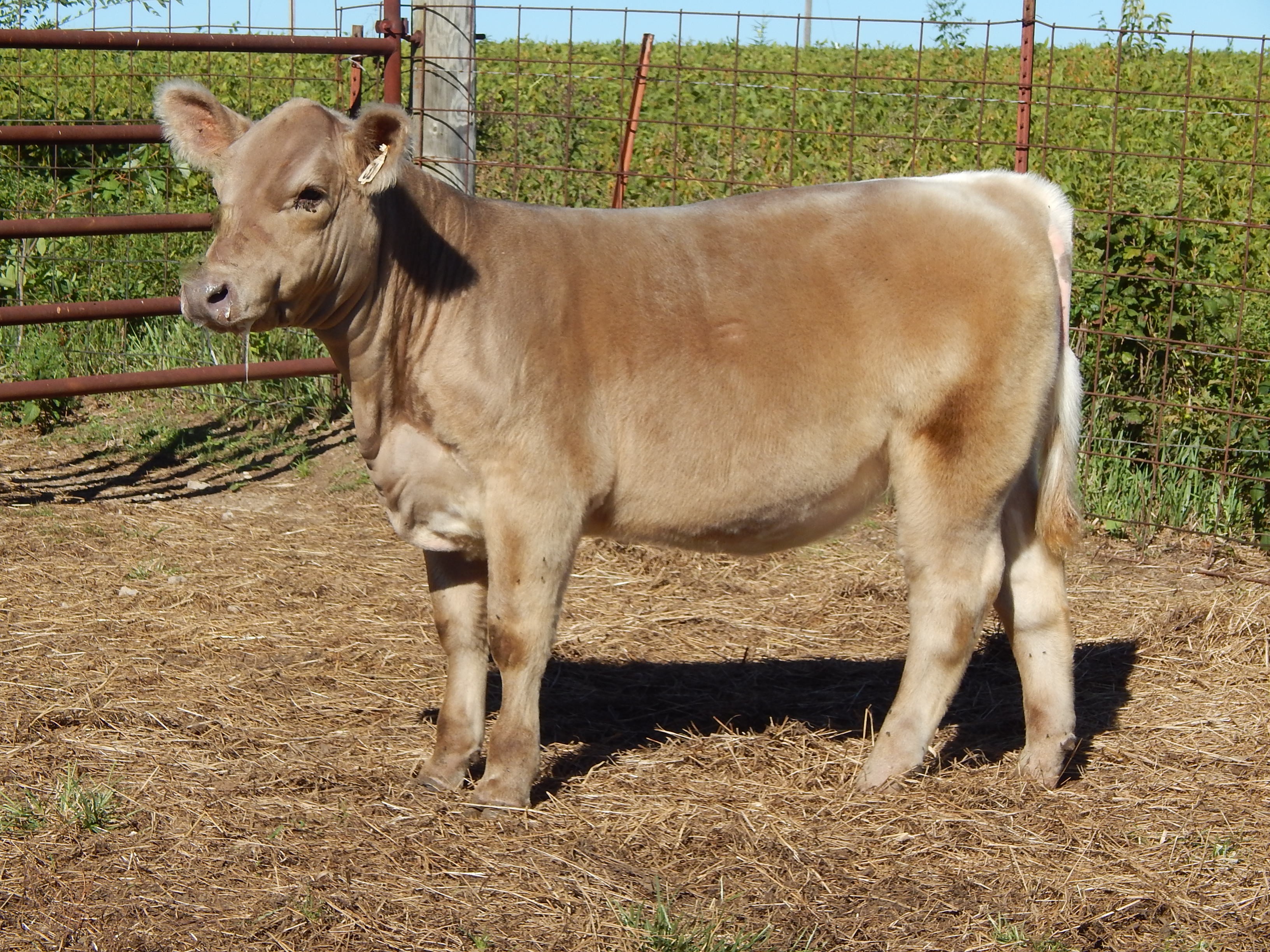 Download March Bojo Heifer That Is Very Attractive Made Sound And Good Haired Stout As You Ever Need She Would Be Competitive Both As A Breeding Or Market Heifer In The Show Ring