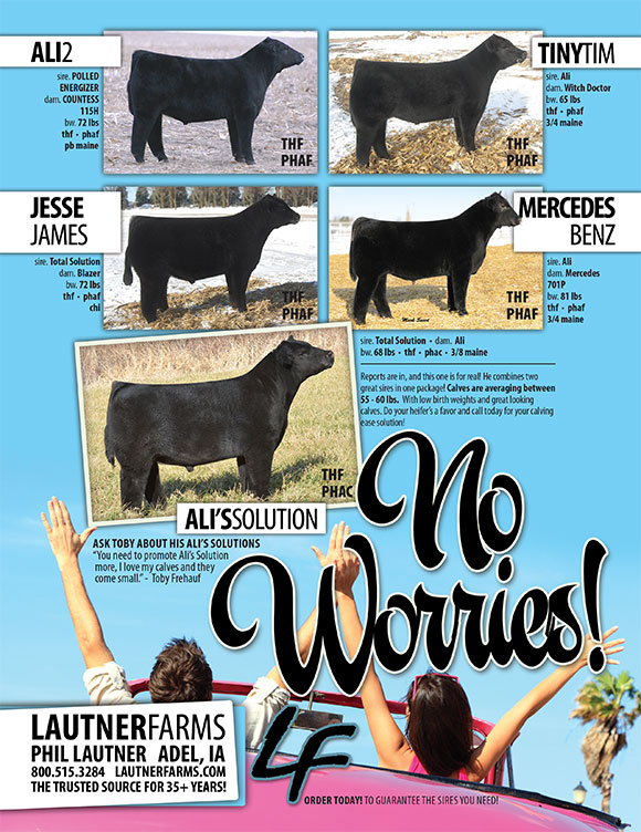 No Worries With Lf Calving Ease Sires Order Now 800 515 3284 Lautner Farms No Worries With Lf Calving Ease Sires Order Now 800 515 3284 Lautner Farms