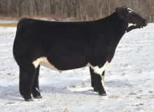 CORNHUSKER