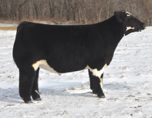 CORNHUSKER