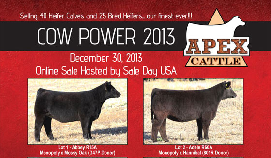 Lautner Sired Cow Power – Apex Cattle | Lautner Farms