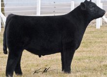 I-80 FULL BROTHER
