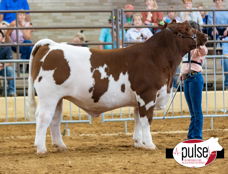 Champion Heavyweight British Steer State Fair of Texas Progress Steer