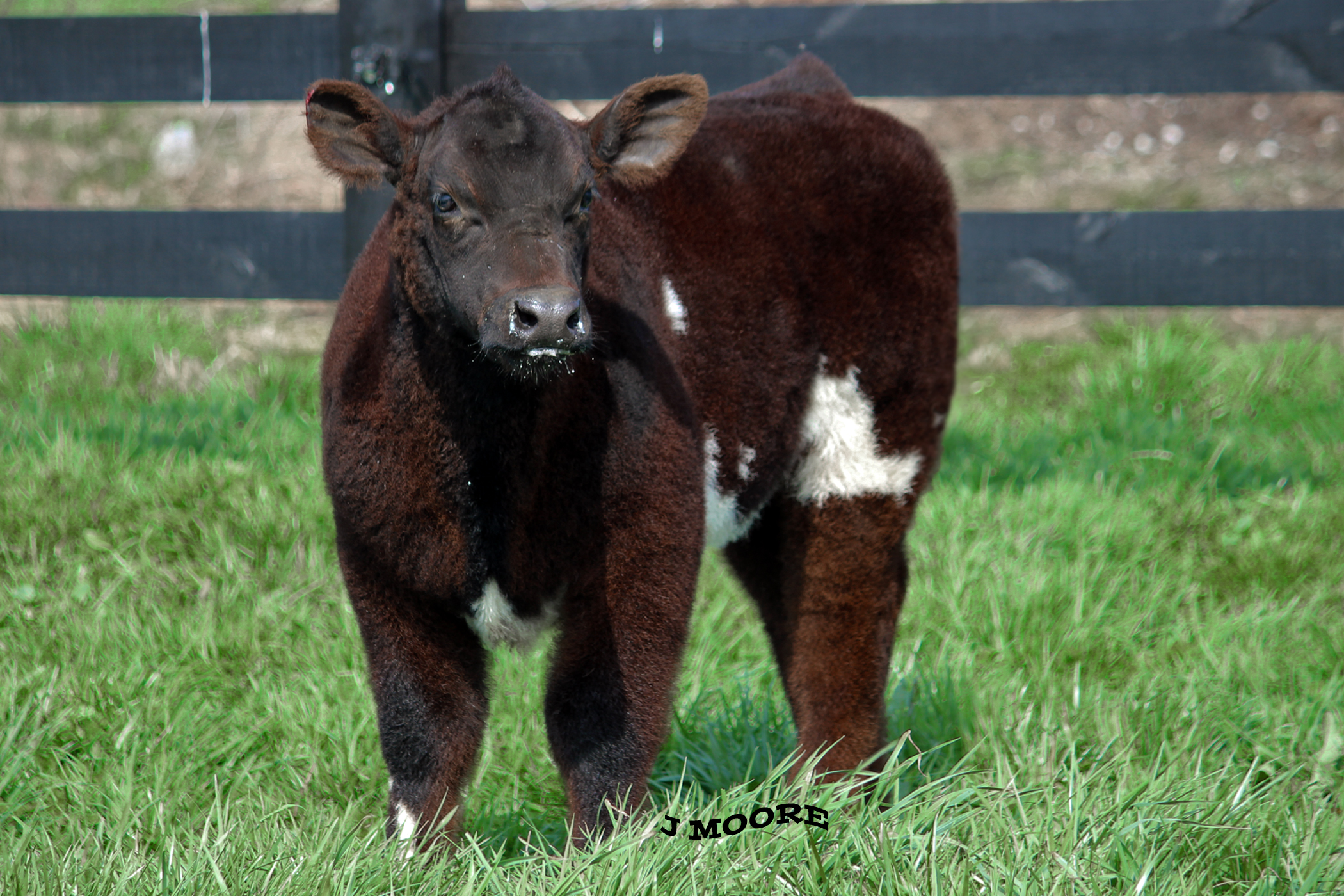 showcase cattle co. Sale date April 26TH & 27TH! Lautner Farms
