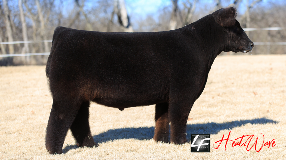 Goretska Show Steers is debuting at their new location in Abilene, TX