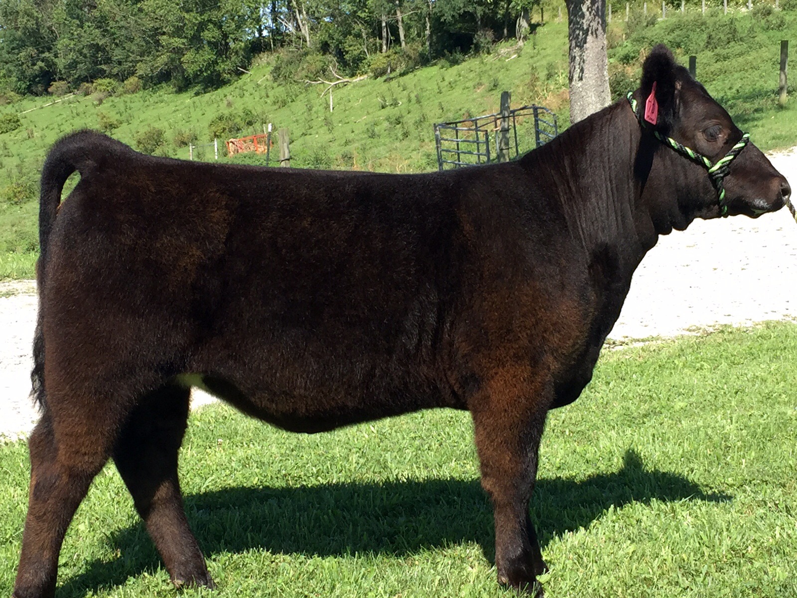 Quad S Farm Cameron WV. She is for sale and can contact 1 (304) 280