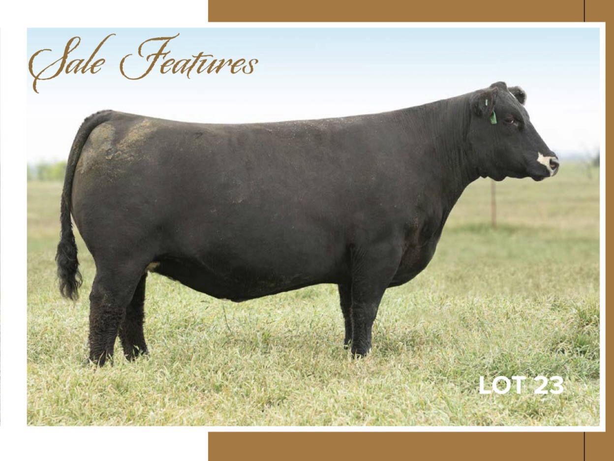 2025 Houston Livestock Show | Lautner Farms